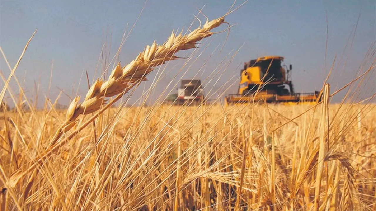 Oficializan la baja gradual de retenciones al agro hasta diciembre de 2028